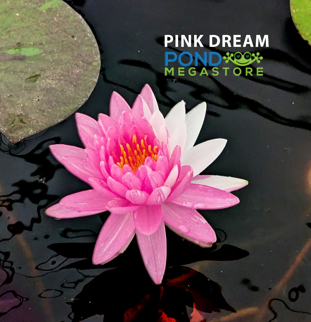 Pink Dream Hardy Water Lily - Pond Megastore