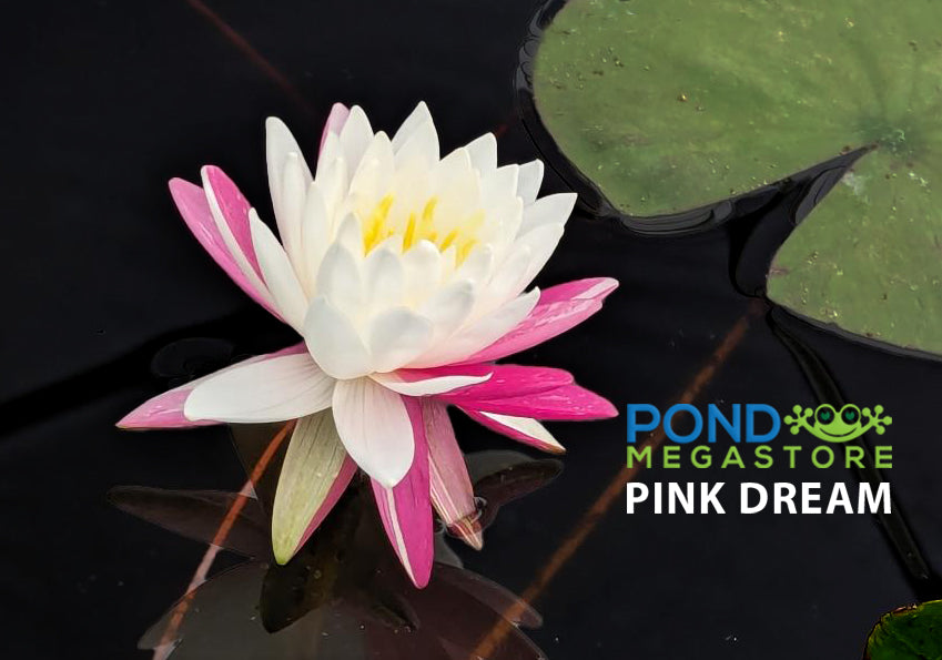 Pink Dream Hardy Water Lily - Pond Megastore