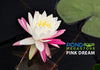 Pink Dream <br> Bi-Color Hardy Waterlily<br> HEAVY BLOOMING