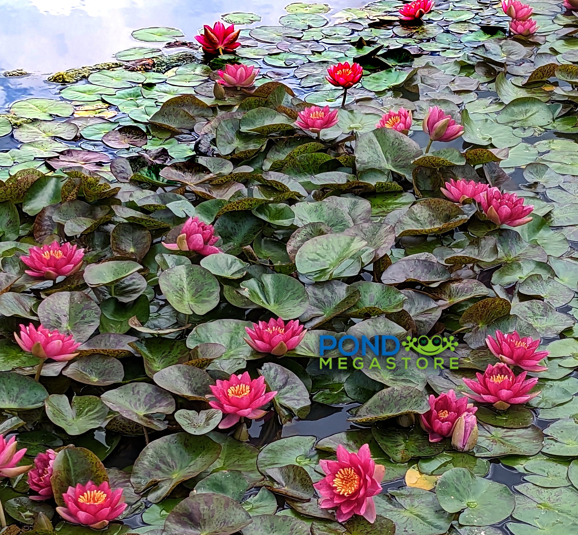 Andreana Hardy Water Lily <br> Small-Medium Heavy Bloomer! - Pond Megastore
