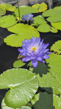 Fia Lova Aussie type Annual Water Lily