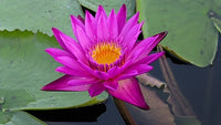 Mamaw Annual Water Lily