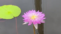 Chompoo Pattra Annual Water Lily