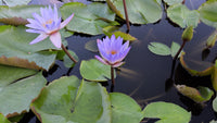 Blue Lotus / Micrantha Annual Water Lily