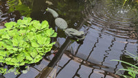 Floating Pond Plant-Koi fish Barrier<br> (3 Sizes to choose from) <br> Protect floating plants from koi<br> Available NOW!