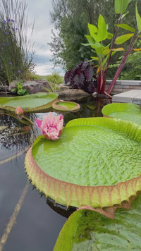 GIANT VICTORIA CRUZIANA WATER LILY