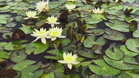 Helvola Pygmy Hardy Water Lily