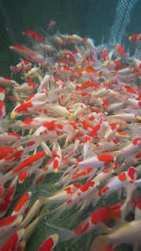 Sarasa Comets (4 inch)