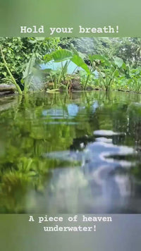 Cabomba Caroliniana The beautiful soft Pond Oxygenator!