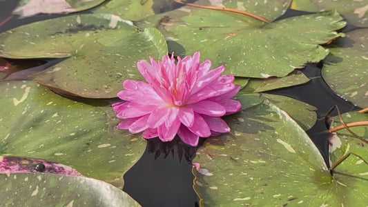Birthday Cake - Medium Hardy Water Lily