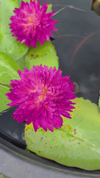 Smile of Thailand Annual Water Lily