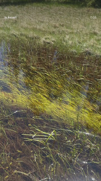 Vallisneria, (val dwarf americana)