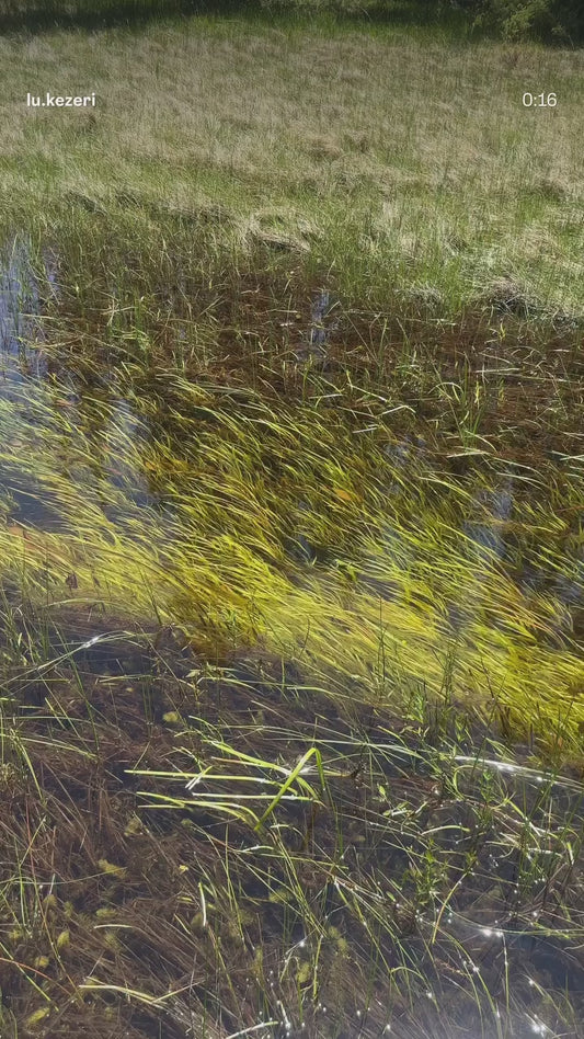 Vallisneria, (val dwarf americana)