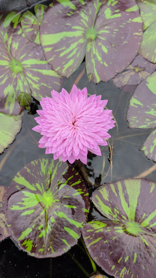 Blabber's Mouth Annual Water Lily