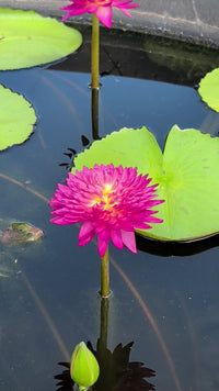 Smile of Thailand Annual Water Lily