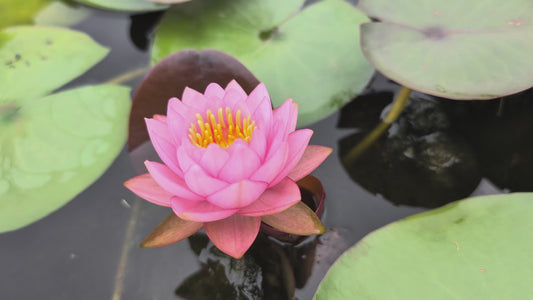 Fandi Hardy Water Lily