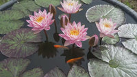 Volcano in Snow Hardy Water Lily