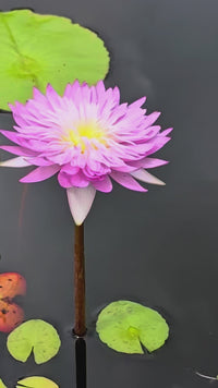 Chompoo Pattra Annual Water Lily