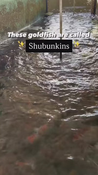 Shubunkins (5 inch) <br>Calico Goldfish