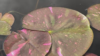 Birthday Cake - Medium Hardy Water Lily