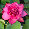 Hermosa Lotus