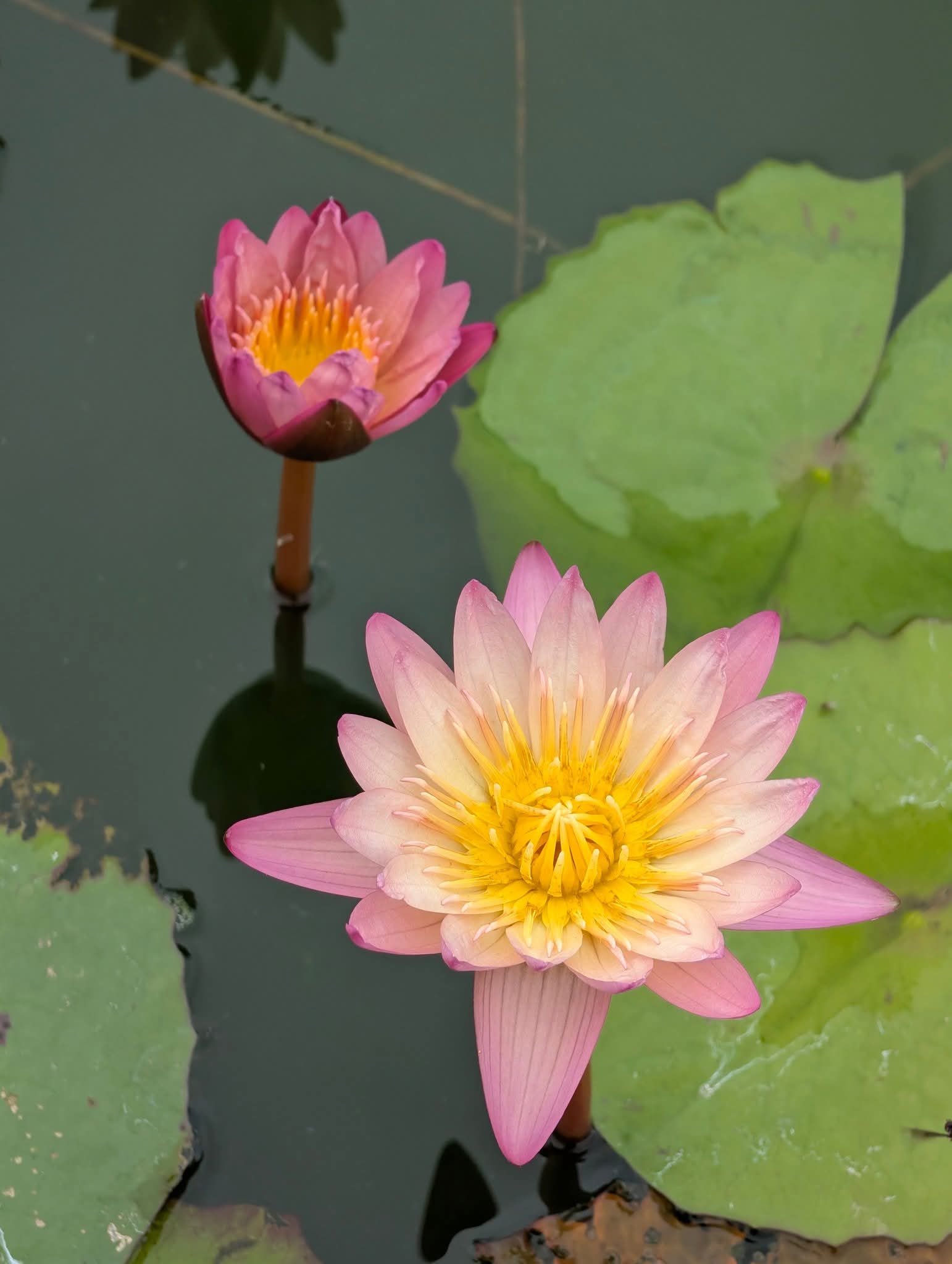 Mae Naeng Noi - Small Annual Water Lily - Pond Megastore