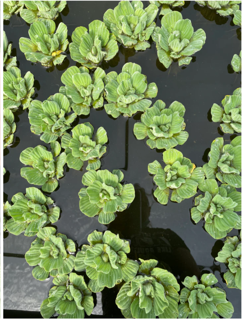 Water Lettuce<br> Fast spreading and most beautiful variety - Pond Megastore
