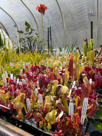 Pitcher Plants, Carniverous (Sarracenia)
