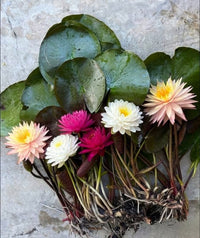 3 Growers Choice Hardy Water Lilies