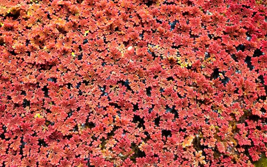 Azolla Caroliniana, Fairy Moss<br> Sold by weight 4oz, Ships April - September - Pond Megastore