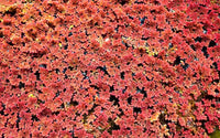 Azolla Caroliniana, Fairy Moss<br> Sold by weight 4oz, Ships April - September - Pond Megastore