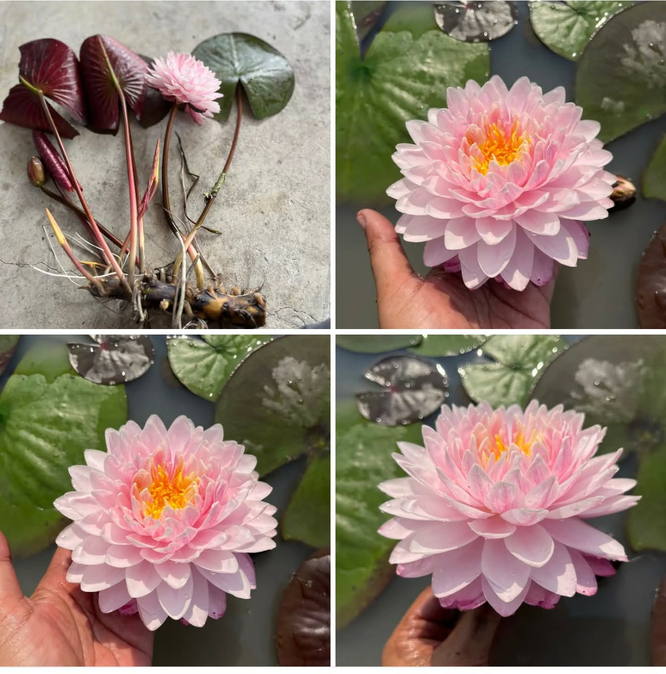 Loving You Hardy Water Lily - Pond Megastore
