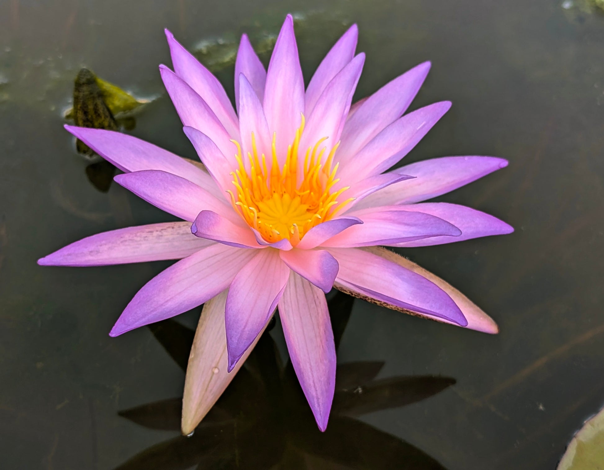 lily with small purple flower Luxor ISG Hardy Water Lily
