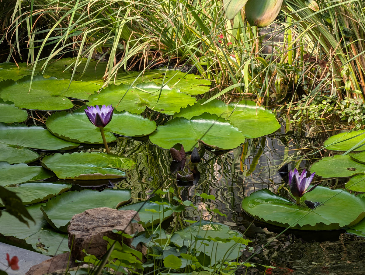 Purple Joy Water Lily