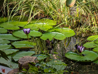 Purple Joy Water Lily