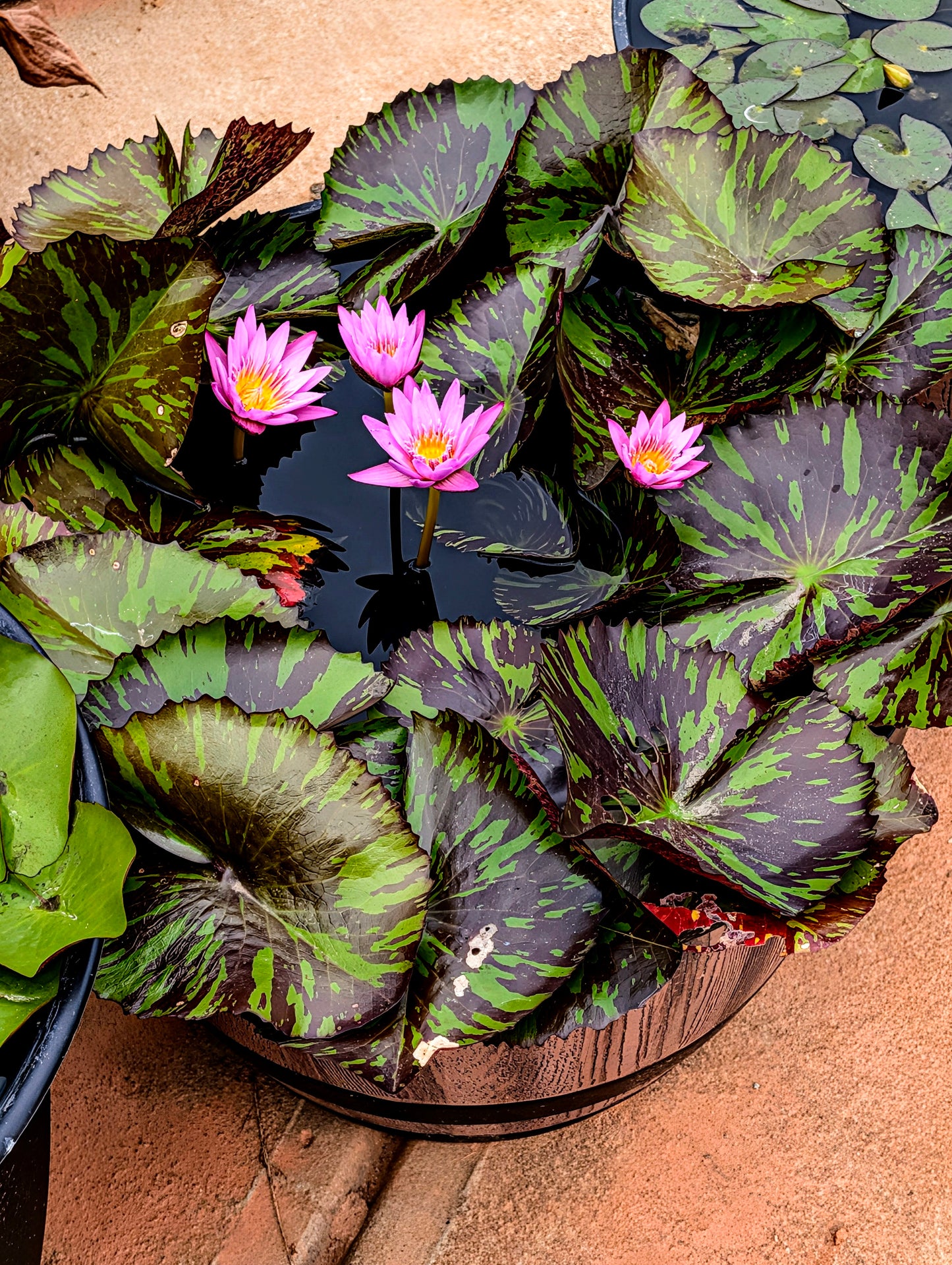 Prannatee Annual Water Lily - Pond Megastore