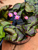 Prannatee - Small Annual Water Lily