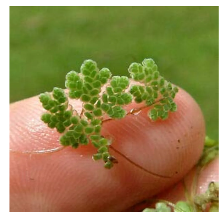 Azolla Caroliniana, Fairy Moss<br> Sold by weight 4oz, Ships April - September - Pond Megastore