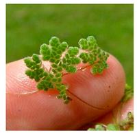 Azolla Caroliniana, Fairy Moss<br> Sold by weight 4oz, Ships April - September - Pond Megastore