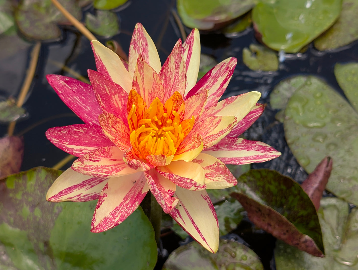 Crimson Fire Water Lily for sale - Pond Megastore