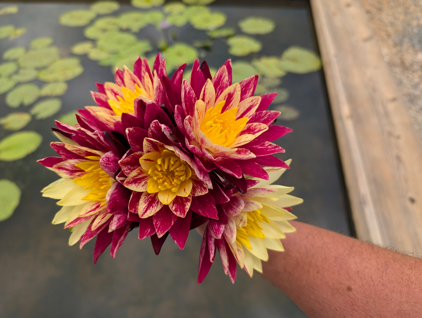 Ring of Fire New Hardy Water Lily! - Pond Megastore