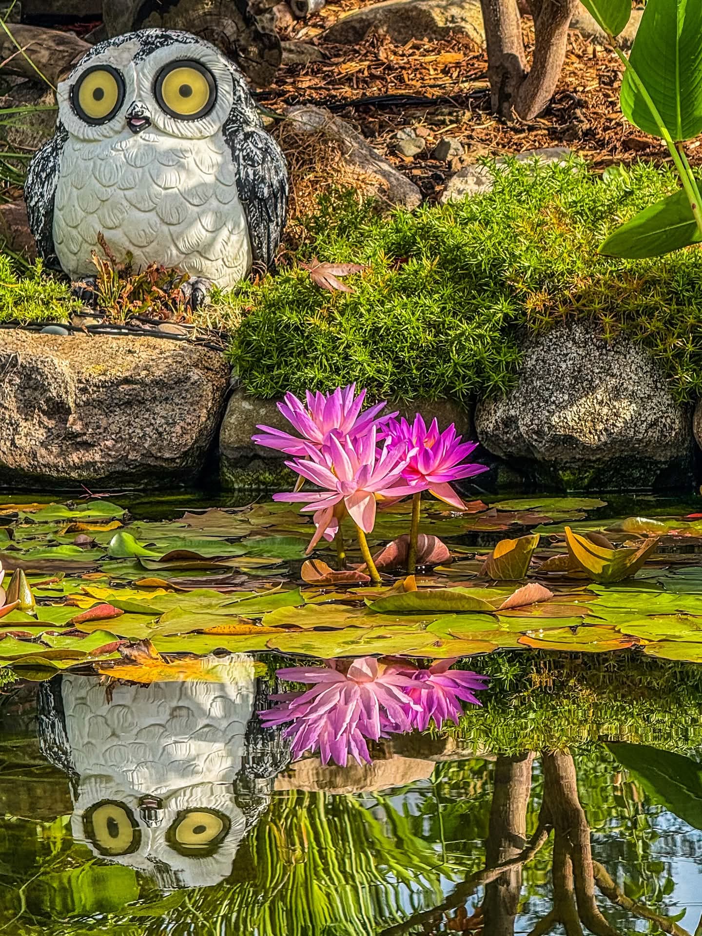 Fay McDonald Hardy Purple Waterlily - Pond Megastore