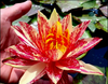 Crimson Fire Water Lily for sale