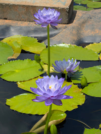 Fia Lova Aussie type Annual Water Lily