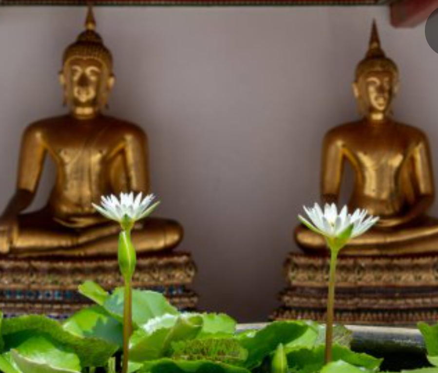 White Lotus of Thailand Annual Water Lily - Pond Megastore