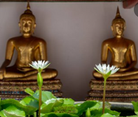 White Lotus of Thailand Annual Water Lily - Pond Megastore