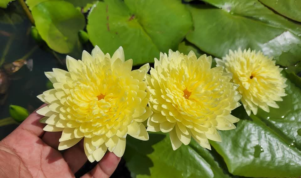 Sasimon Annual Water Lily - Pond Megastore