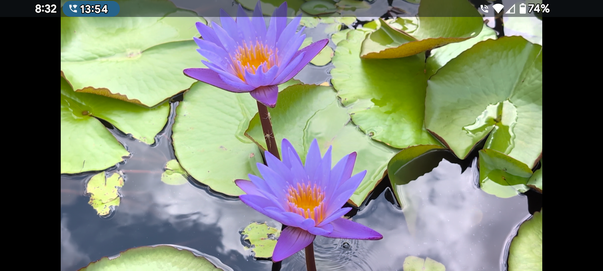 Teri Dunn Annual Water Lily - Pond Megastore
