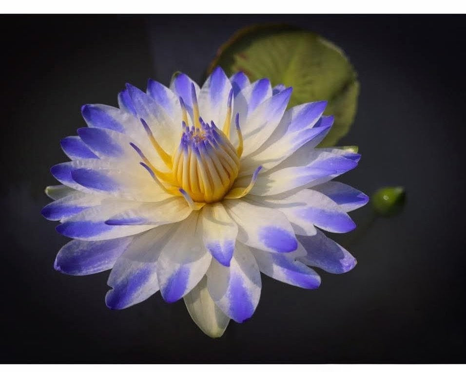 PlyFah Annual Water Lily - Pond Megastore