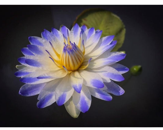PlyFah Annual Water Lily - Pond Megastore